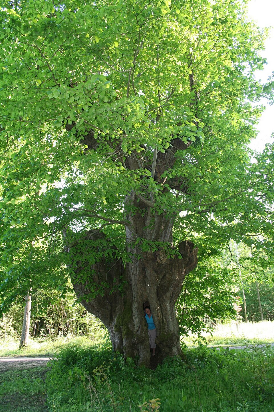 Tilia platyphyllos (Bigleaf Linden)