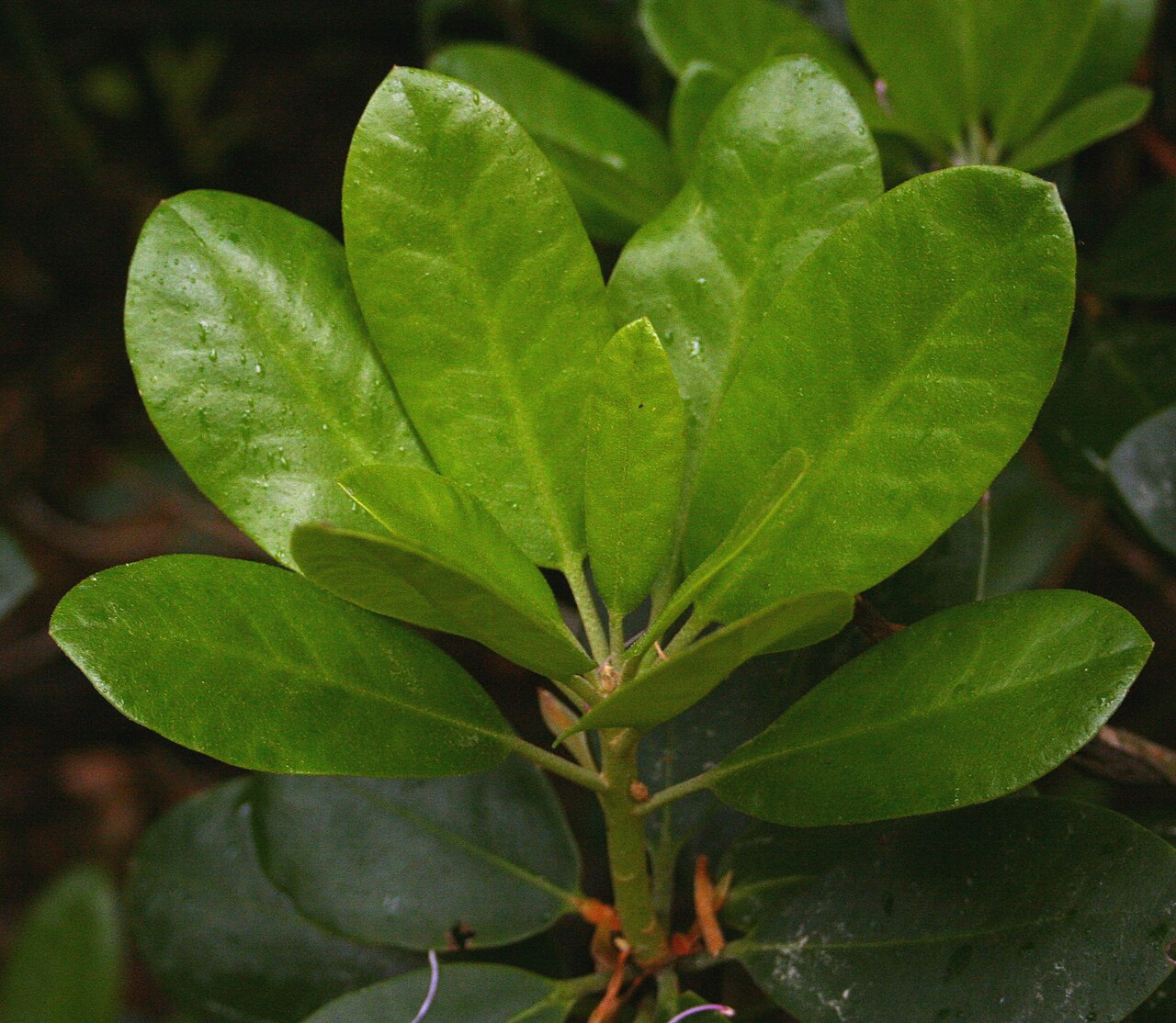 Rhododendron catawbiense, Catawba rhododendron — mounding evergreen (Ericaceae) (image 2 of 10)
