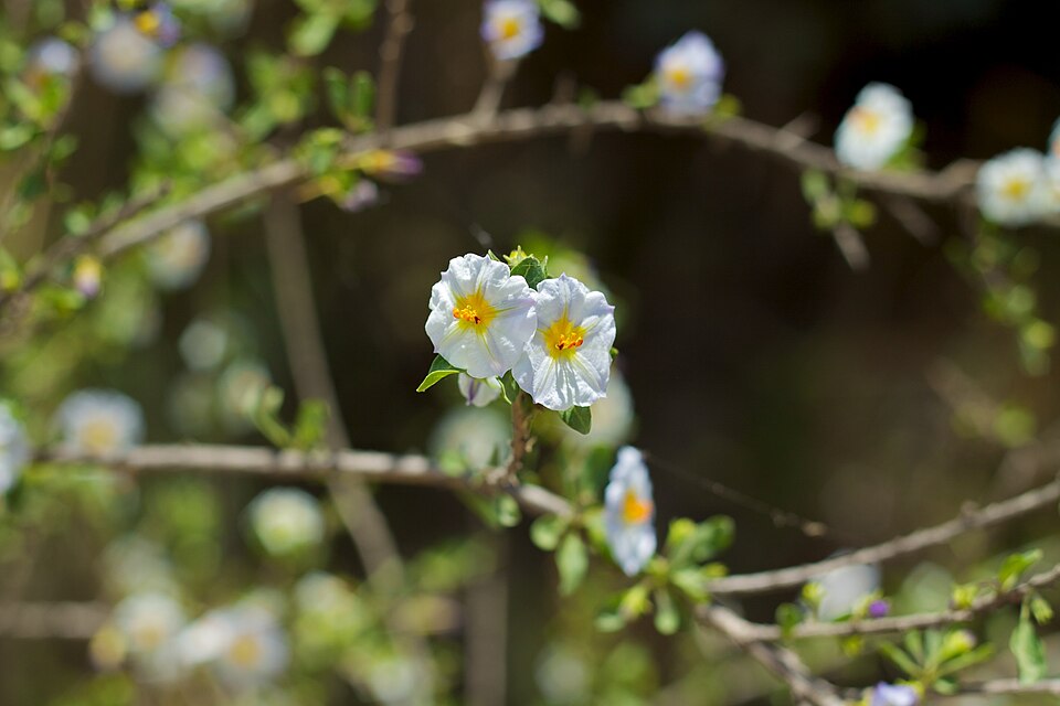 Lycianthes (alternate view 6)