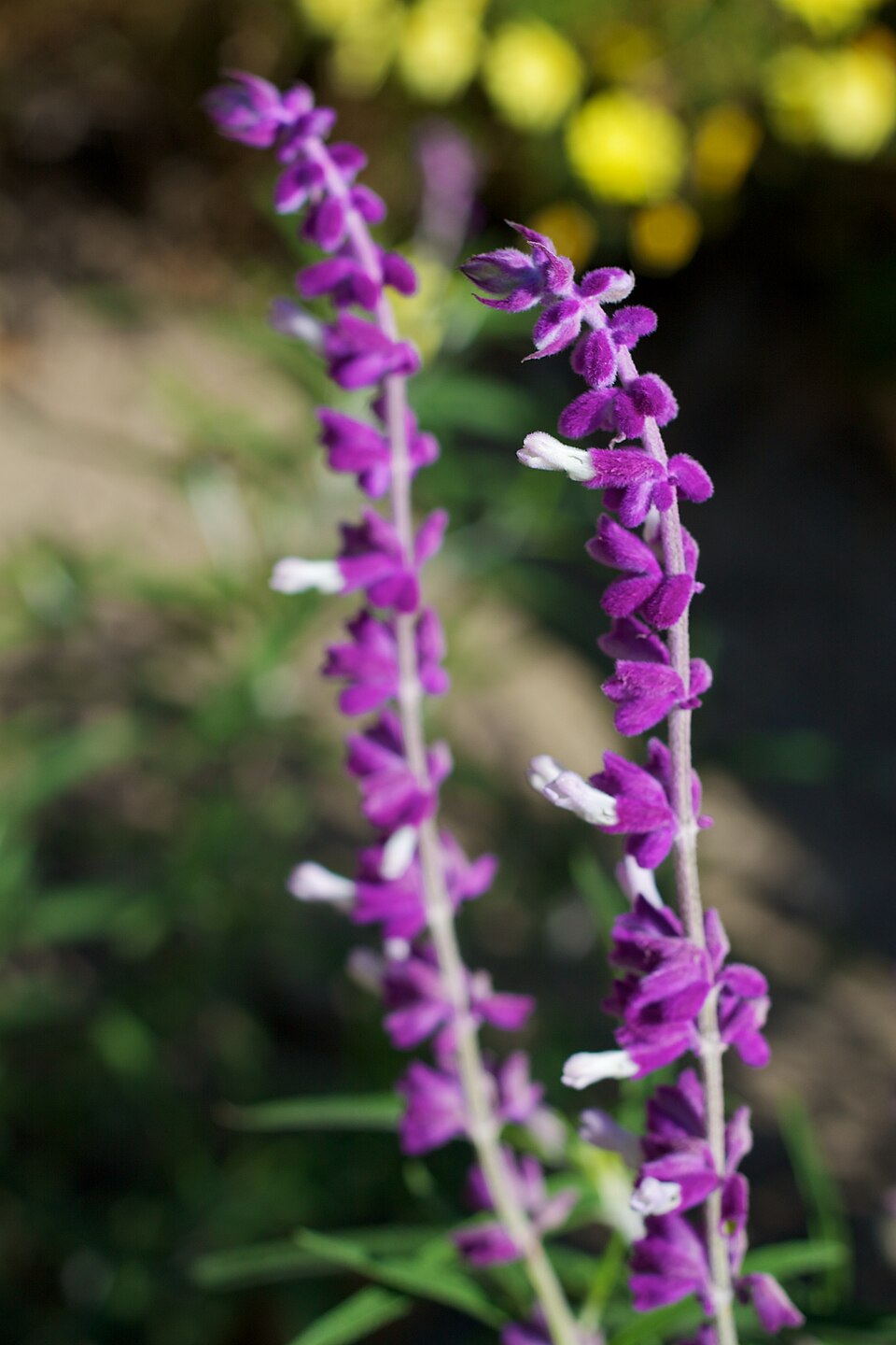 Salvia leucantha (Mexican Bush Sage) (alternate view 4)