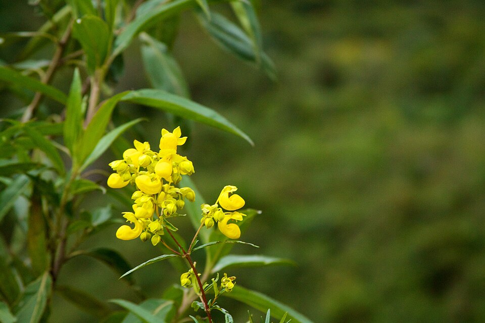 Calceolaria (Slipper flowers)