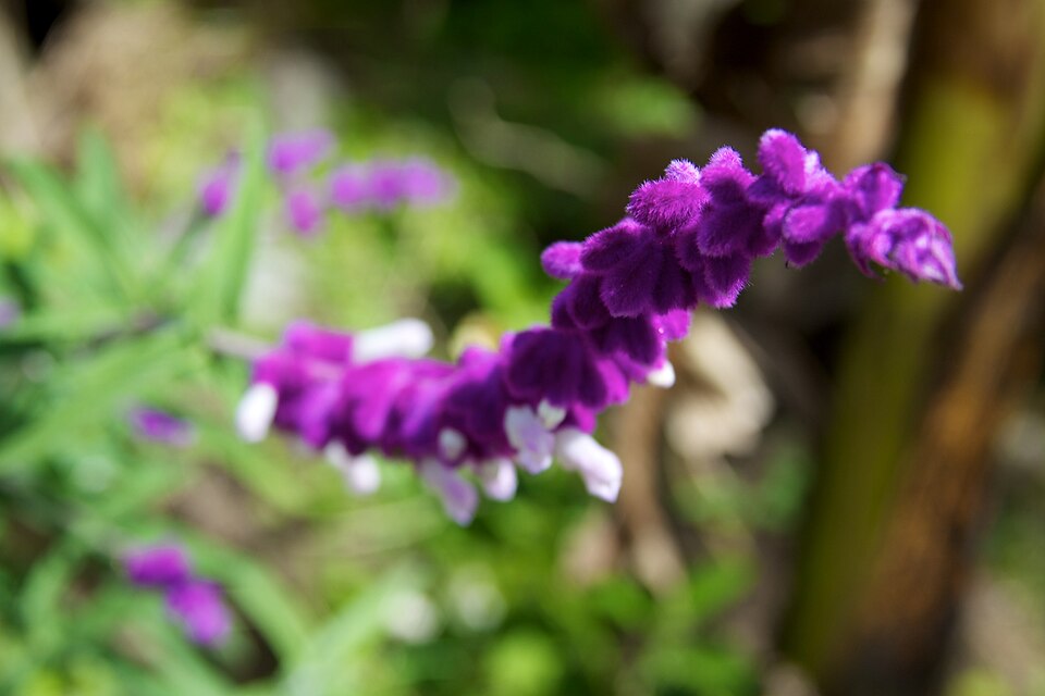 Salvia leucantha (Mexican Bush Sage) (alternate view 5)
