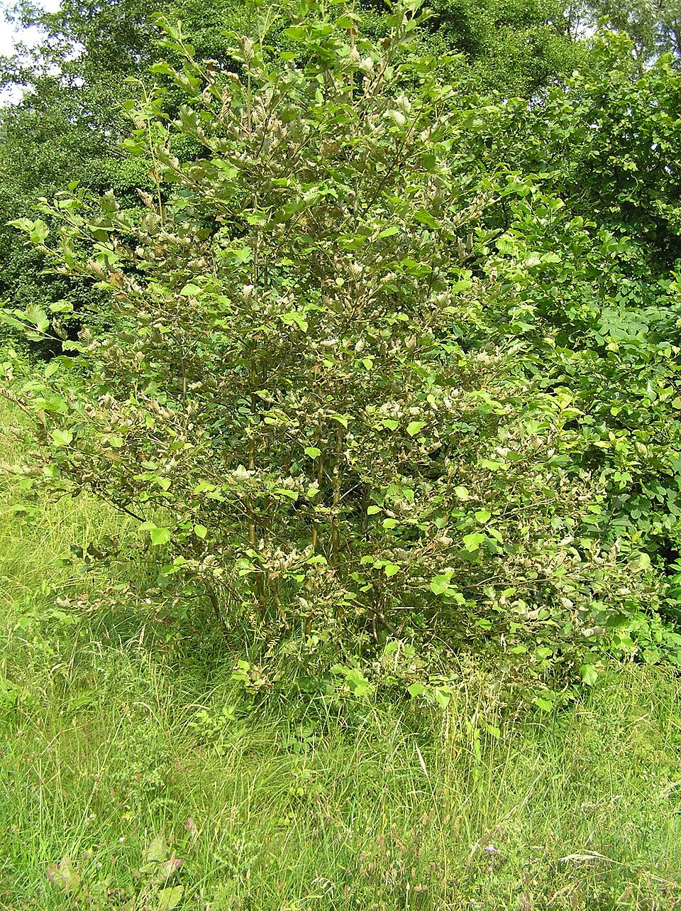 Alnus incana (Mountain Alder) (alternate view 8)