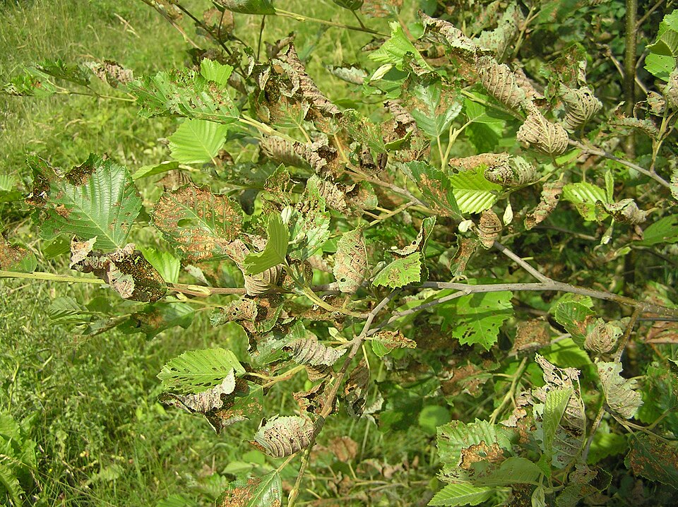 Alnus incana (Mountain Alder) (alternate view 9)