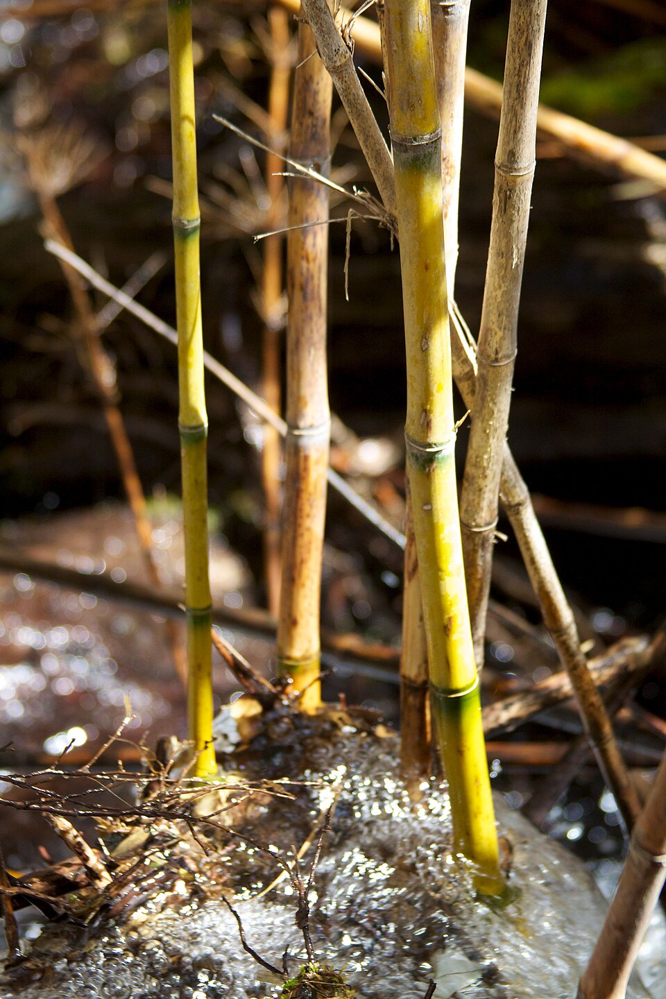 Chusquea culeou (Chilean Bamboo) (alternate view 10)