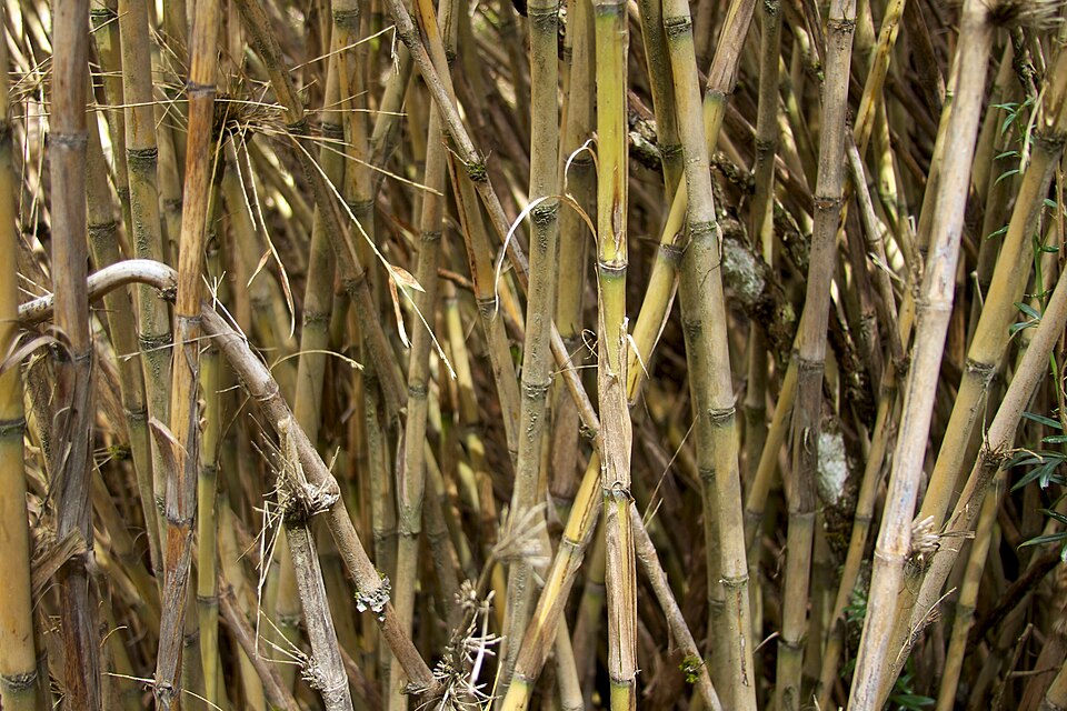 Chusquea culeou (Chilean Bamboo) (alternate view 11)