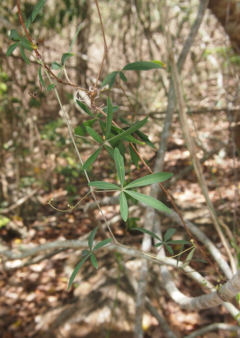 Clematicissus opaca (Pepper Vine) (alternate view 2)