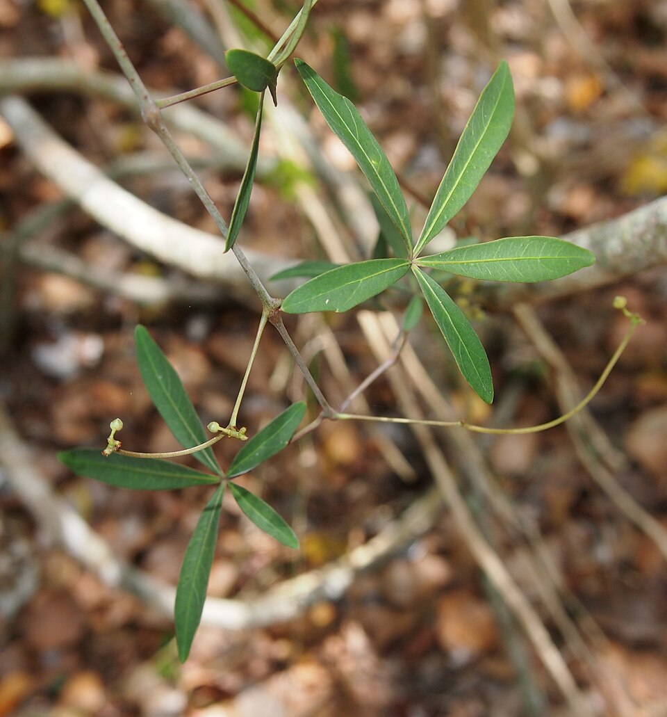 Clematicissus opaca (Pepper Vine) (alternate view 3)
