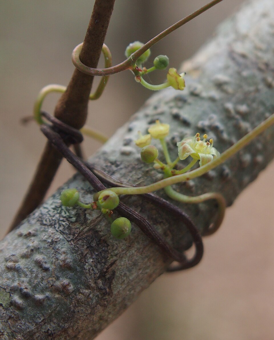 Clematicissus opaca (Pepper Vine) (alternate view 4)