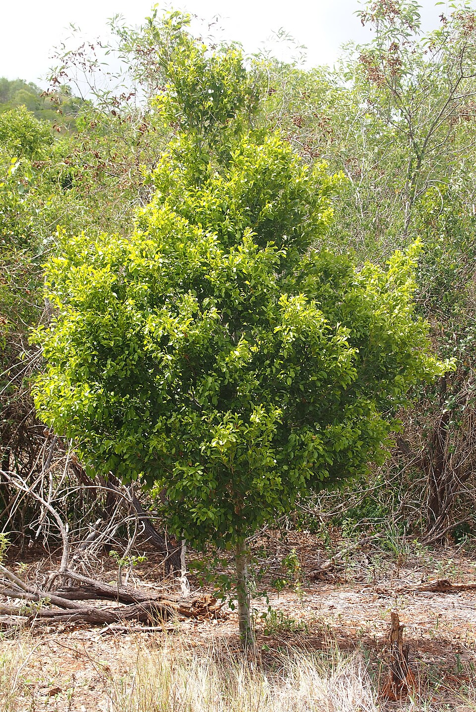Drypetes deplanchei (Yellow Tulipwood) (alternate view 9)