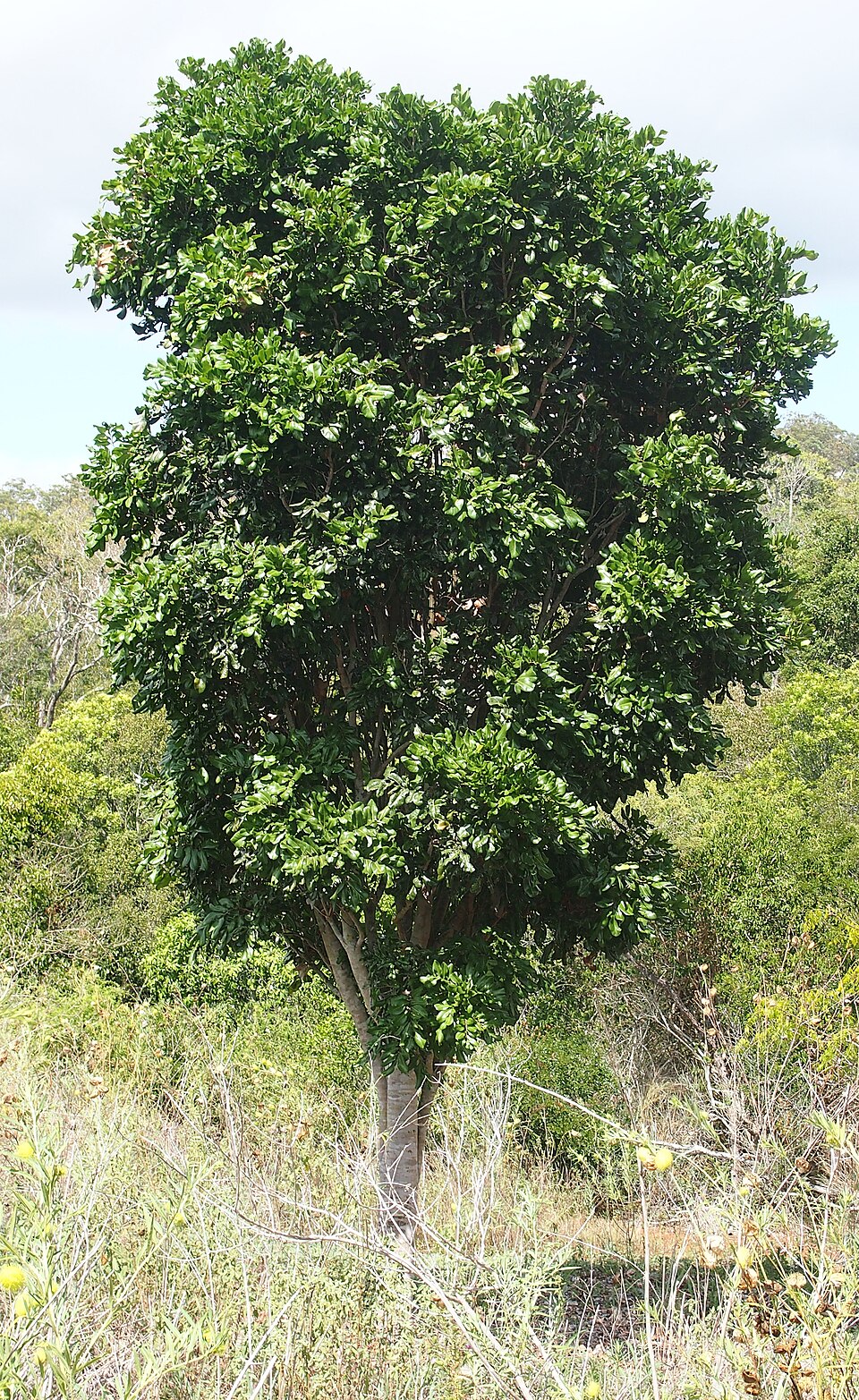 Cupaniopsis anacardioides (Tuckeroo) (alternate view 4)