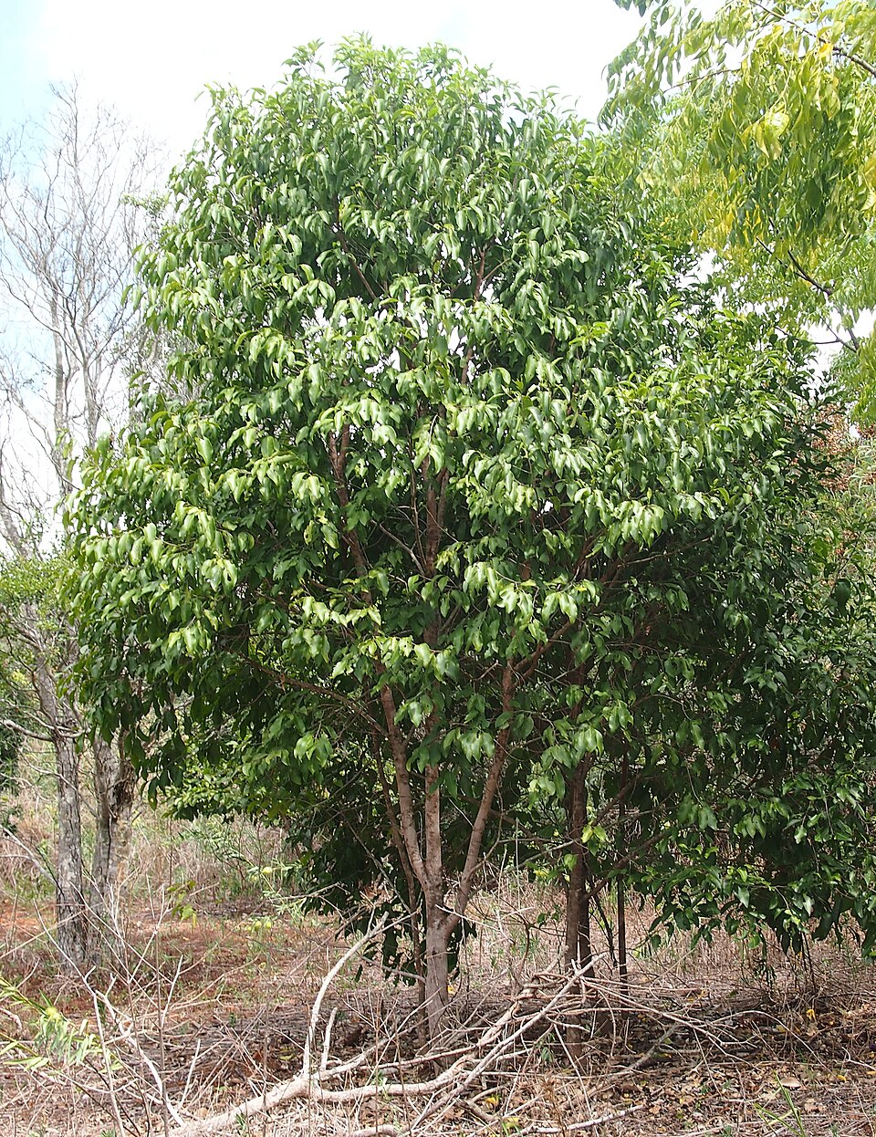 Geijera salicifolia (Axe Gapper) (alternate view 9)