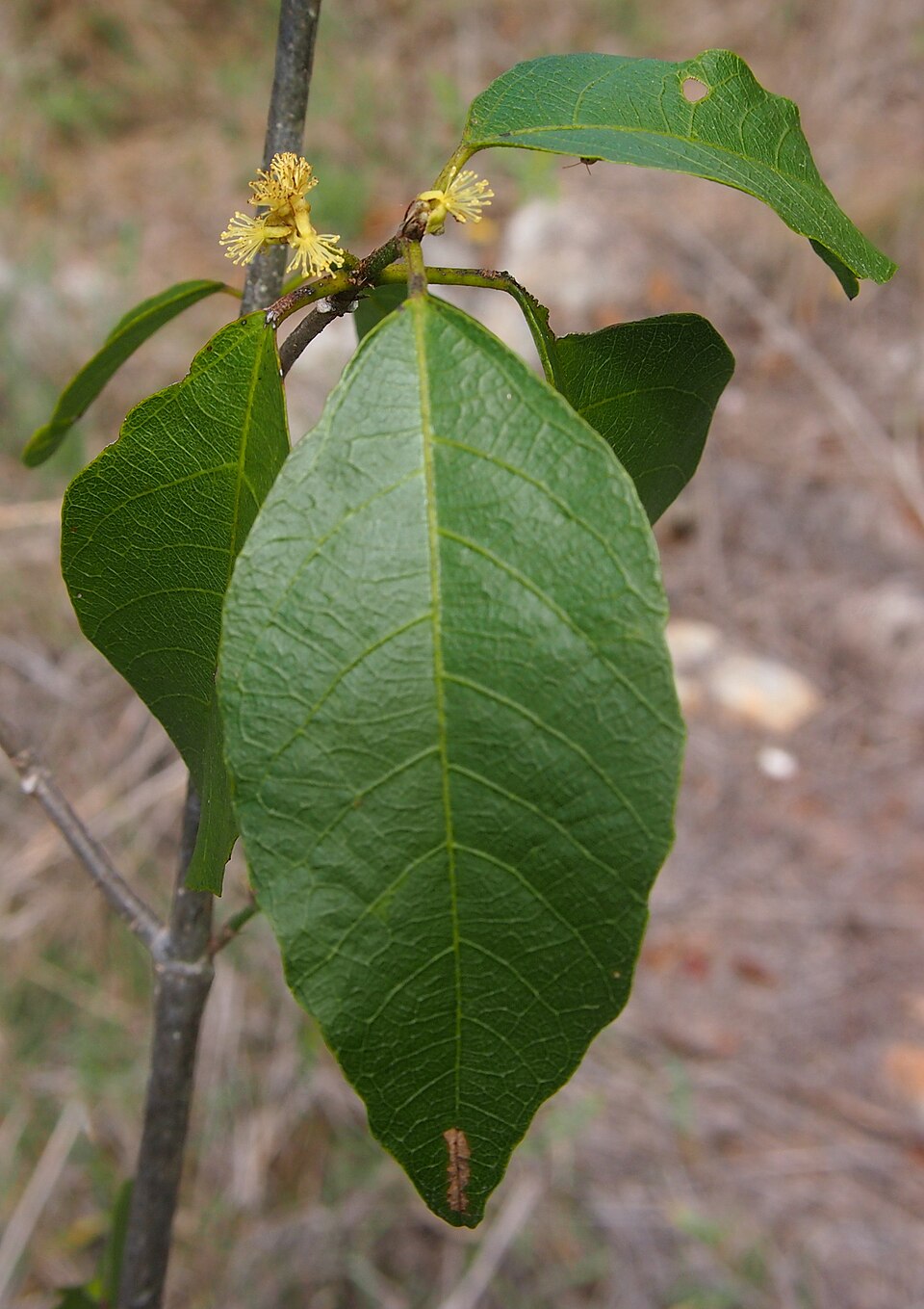 Mallotus claoxyloides (Green Kamala) (alternate view 10)