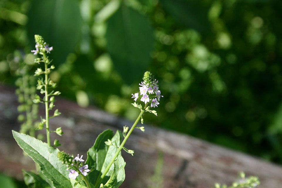 Veronica americana (American brooklime) (alternate view 6)