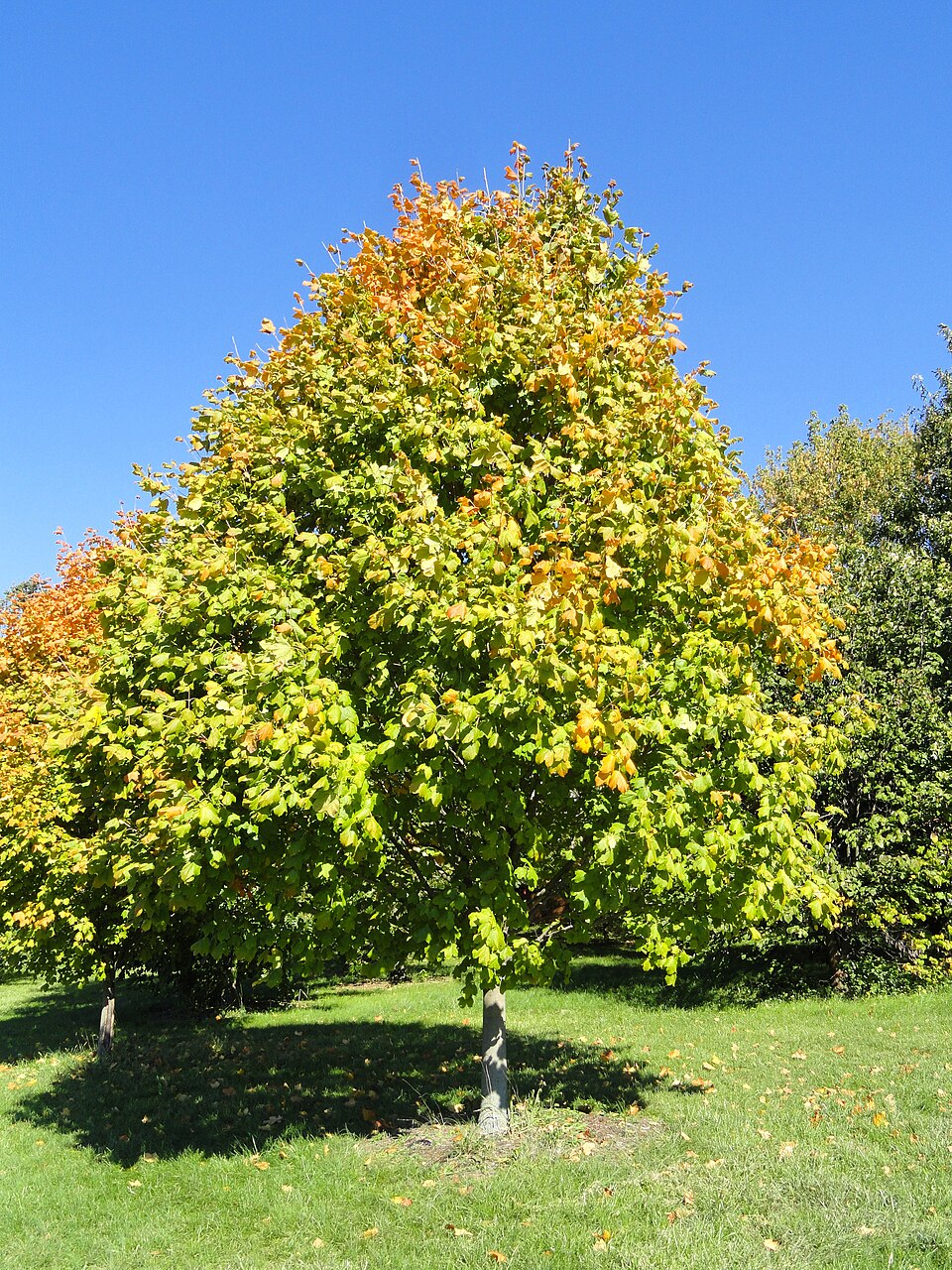 Acer nigrum (black maple) (alternate view 6)