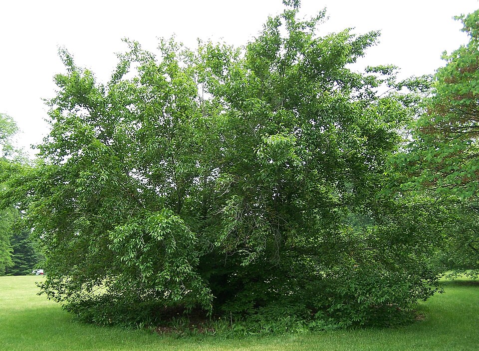 Fagus grandifolia (American Beech) (alternate view 6)