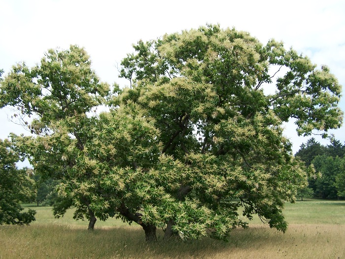 Castanea dentata (American chestnut) (alternate view 2)