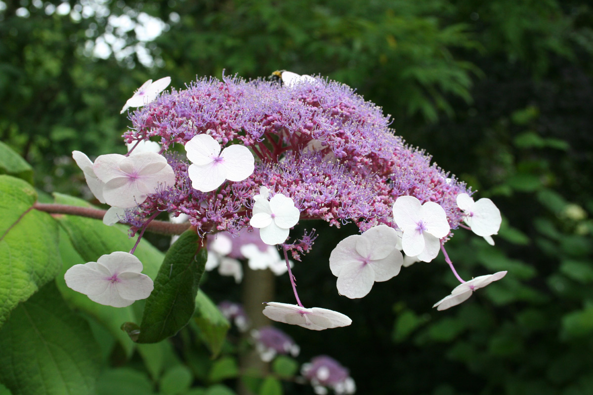 Hydrangea aspera (Rough-leaved Hydrangea)
