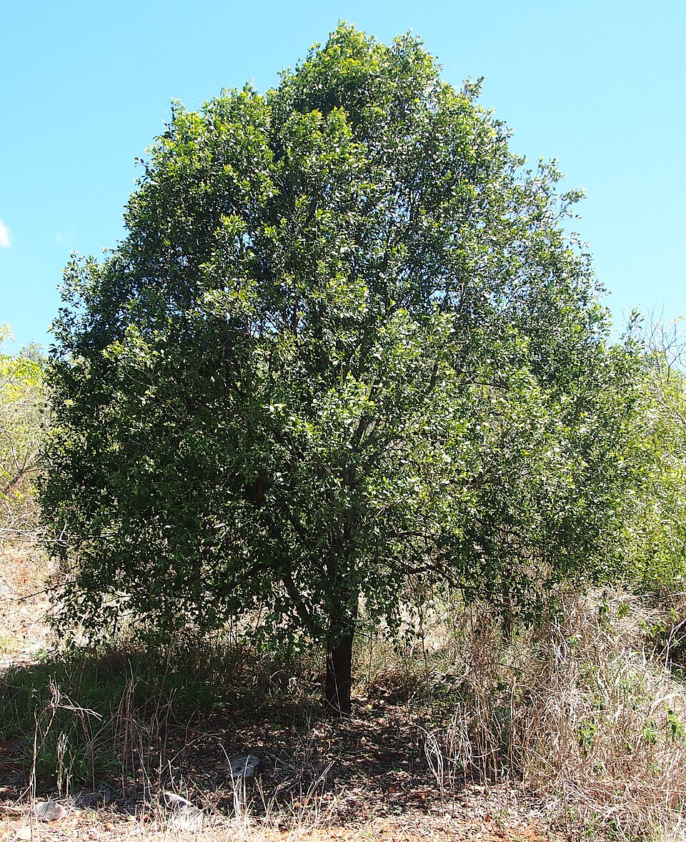 Exocarpos latifolius (Broad Leaved Native Cherry) (alternate view 2)