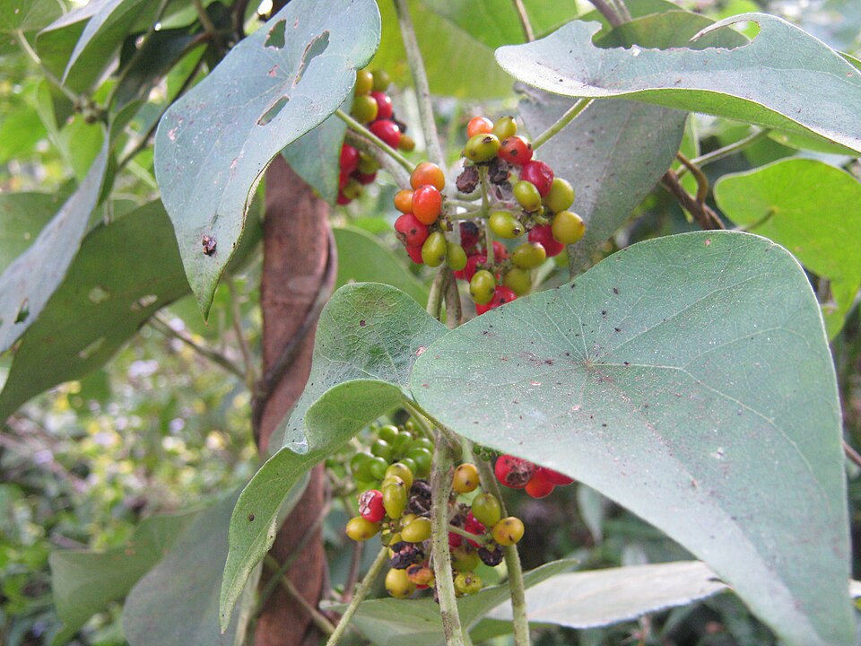 Stephania japonica (Tapevine) (alternate view 2)