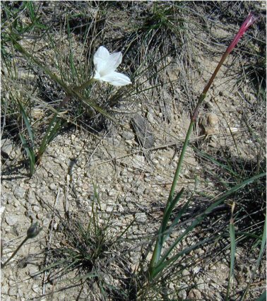 Zephyranthes drummondii (Drummond's rain lily) (alternate view 2)