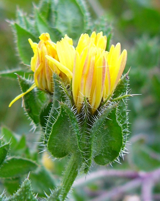 Helminthotheca echioides (bristly oxtongue)