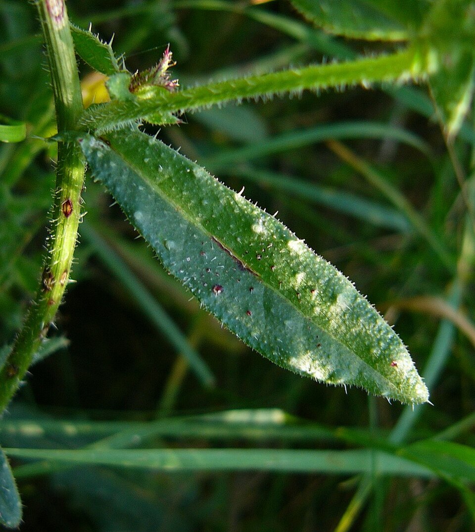 Helminthotheca echioides (bristly oxtongue)