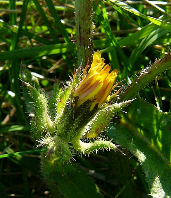 Helminthotheca echioides (bristly oxtongue)