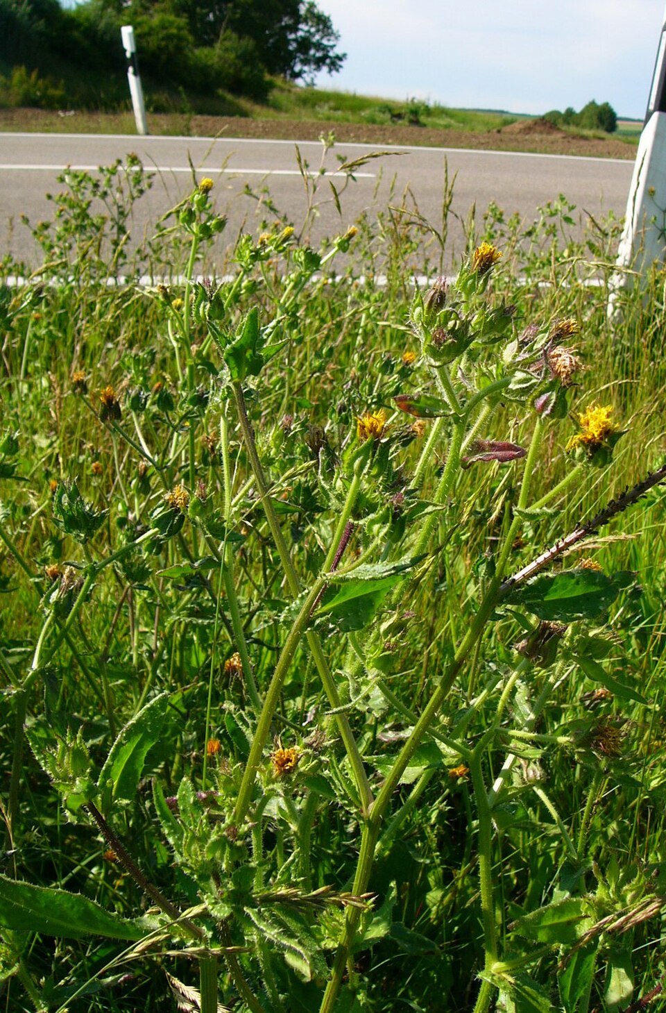 Helminthotheca echioides (bristly oxtongue)
