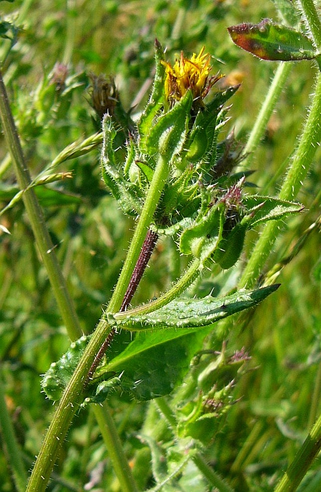 Helminthotheca echioides (bristly oxtongue)