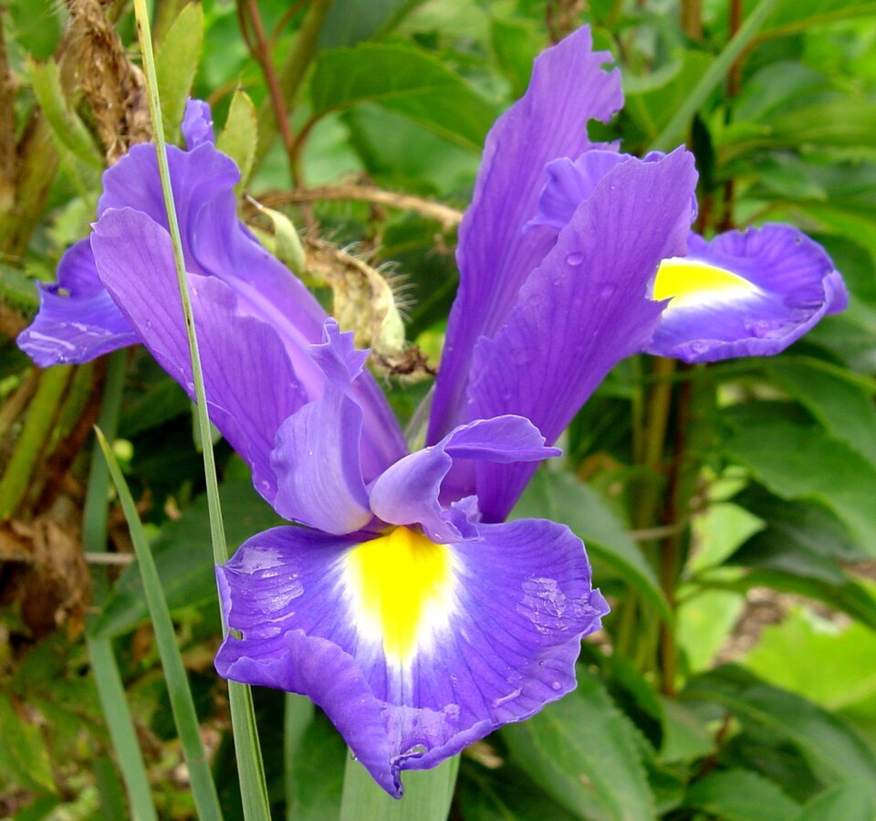 Iris × hollandica (Dutch iris) (alternate view 2)