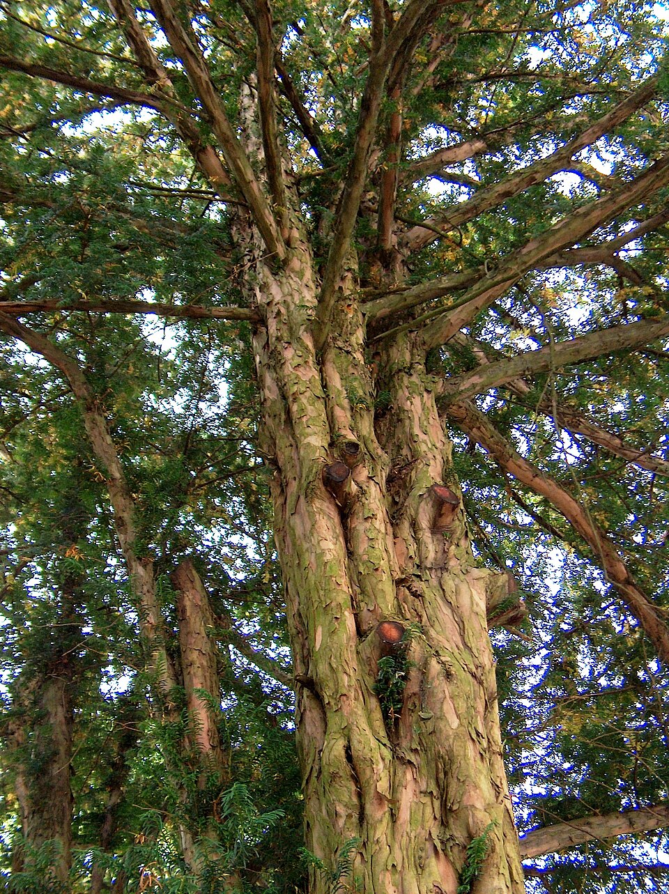 Taxus baccata (English yew) (alternate view 8)