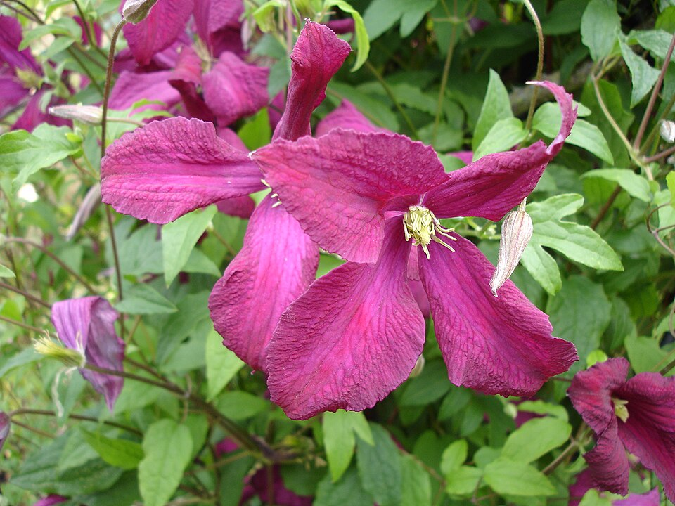 Clematis 'Madame Julia Correvon' (Madame Julia Correvon)