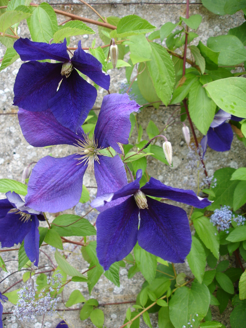 Clematis 'Jackmanii' (Jackman Clematis) (alternate view 2)