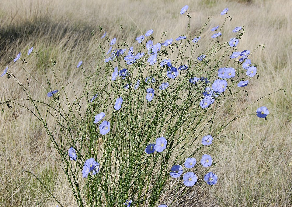 Linum lewisii (Lewis flax) (alternate view 2)
