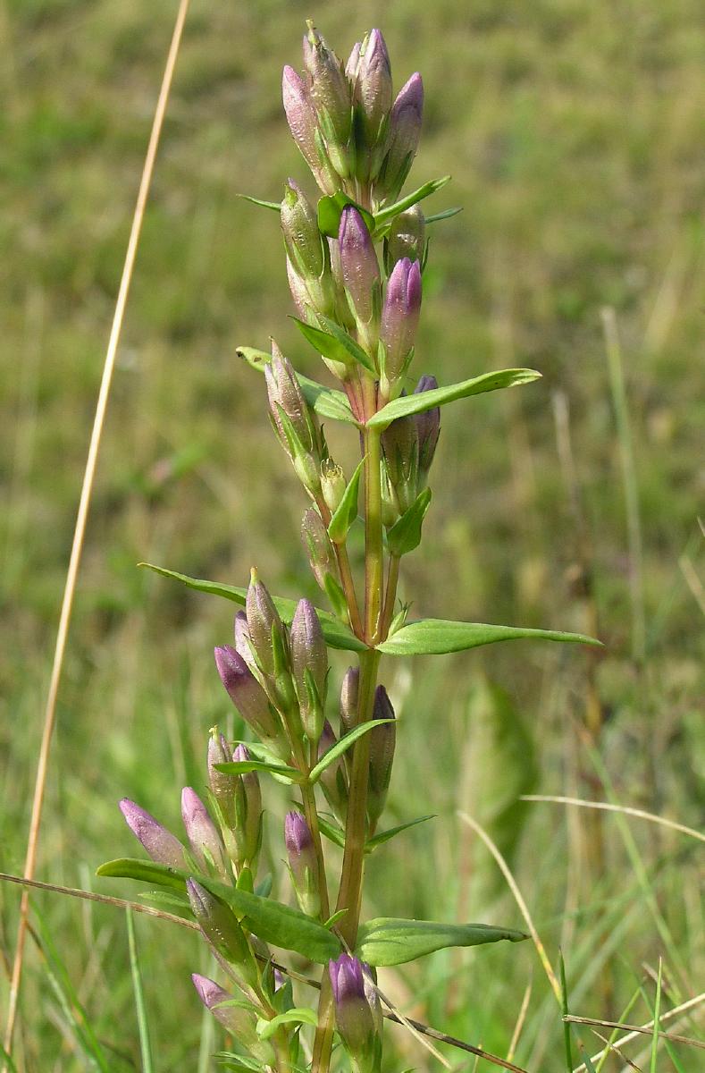 Gentianella amarella (autumn gentian)
