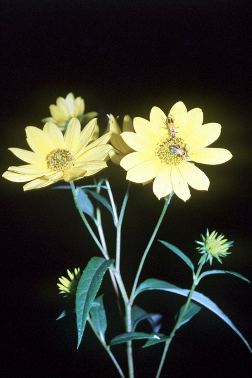 Helianthus grosseserratus (sawtooth sunflower) (alternate view 9)