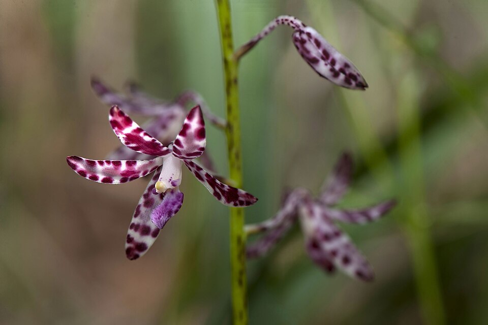 Dipodium variegatum (Slender Hyacinth-Orchid) (alternate view 4)