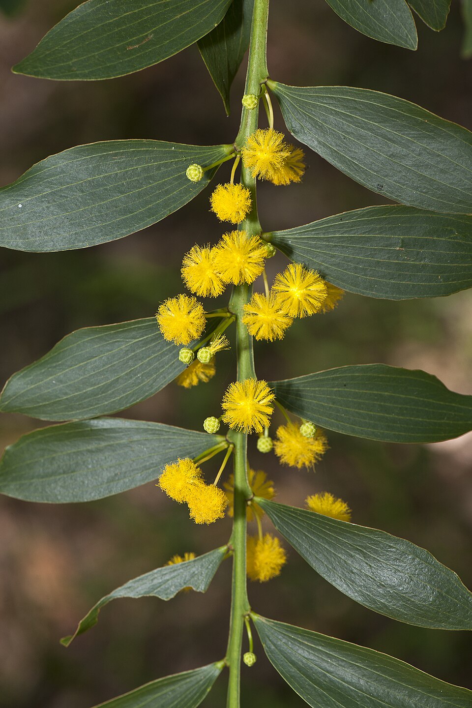 Acacia complanata (flat-stemmed wattle) (alternate view 6)
