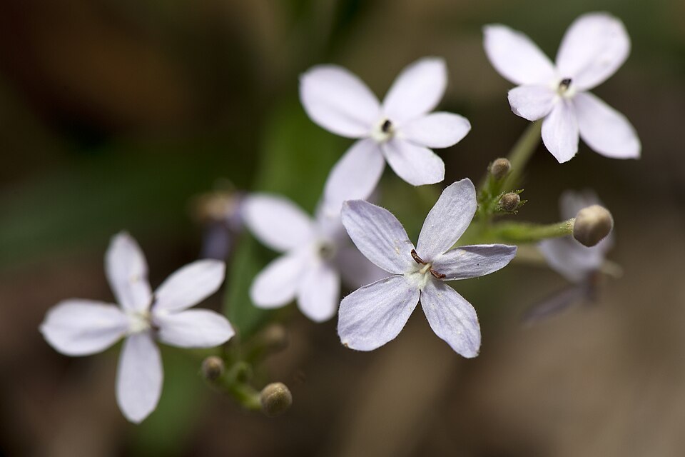Pseuderanthemum variabile (Pastel Flower) (alternate view 3)
