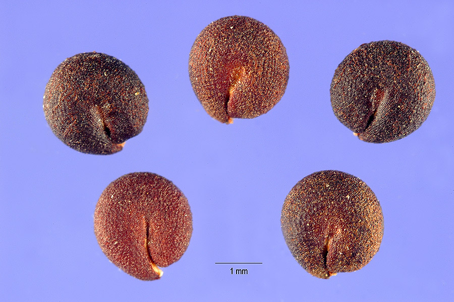 Polanisia dodecandra (redwhisker clammyweed) (alternate view 3)