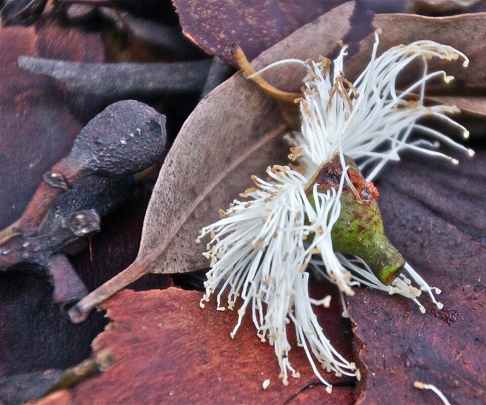 Corymbia maculata (Spotted Gum) (alternate view 7)