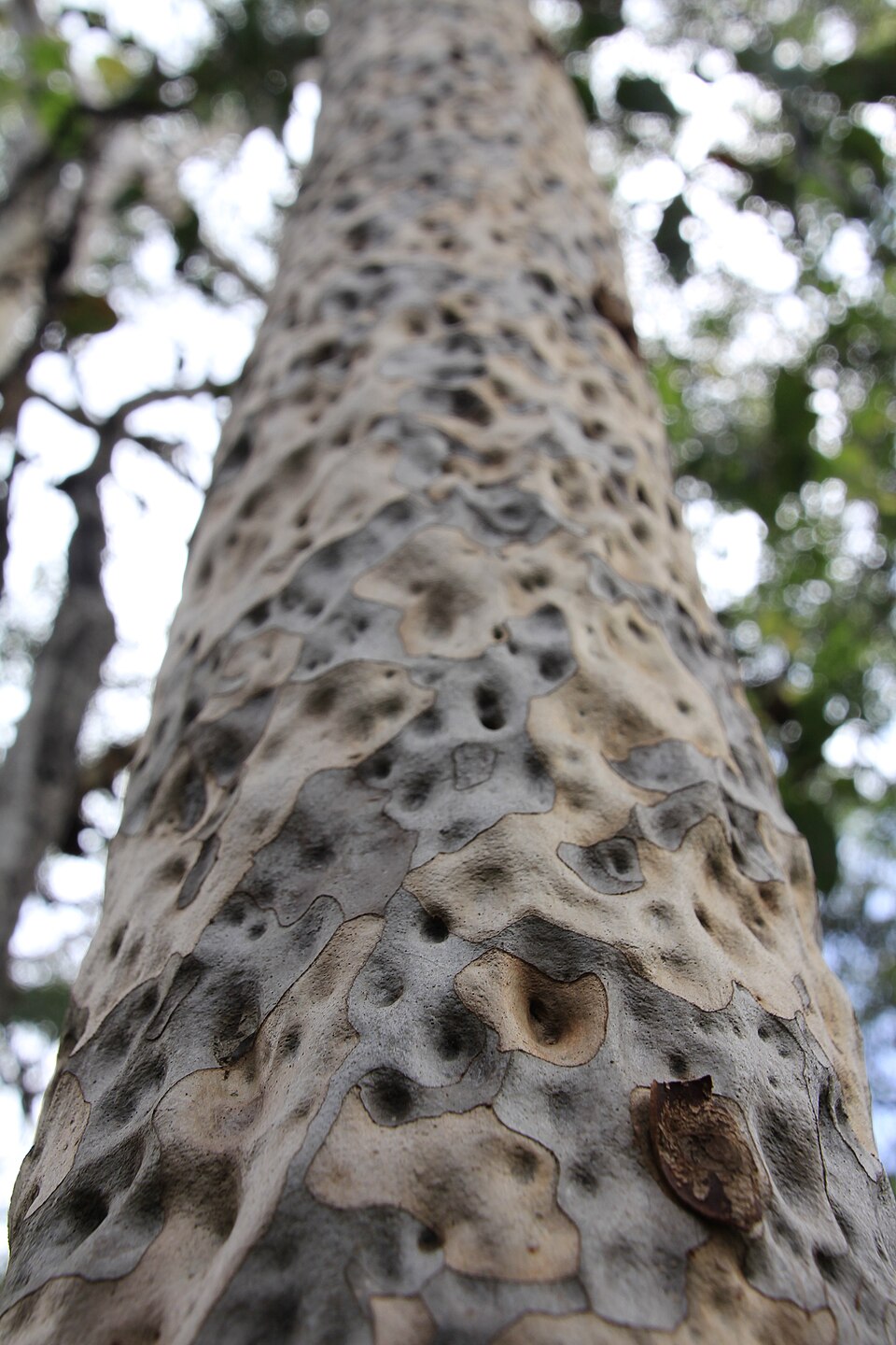 Corymbia maculata (Spotted Gum) (alternate view 8)