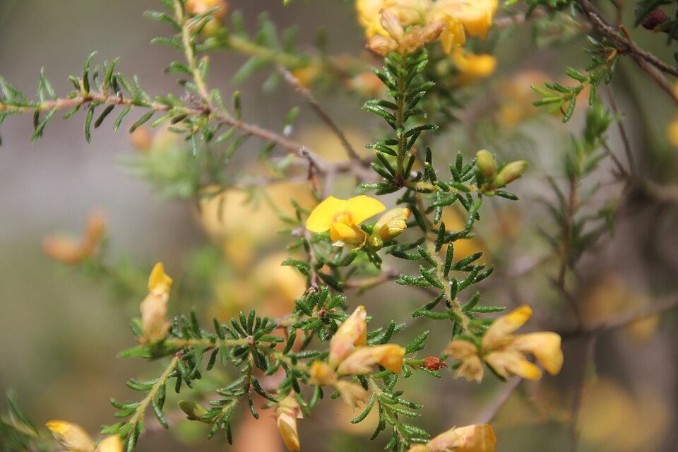 Pultenaea villosa (Hairy Bush-pea) (alternate view 6)
