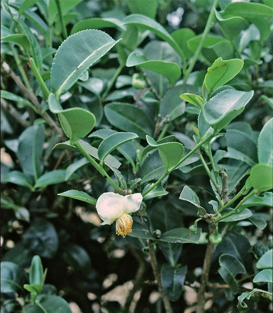 Camellia sinensis (Tea Plant) (alternate view 8)
