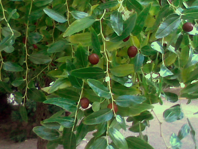 Ziziphus jujuba, Chinese jujube — upright deciduous (Rhamnaceae) (image 4 of 9)
