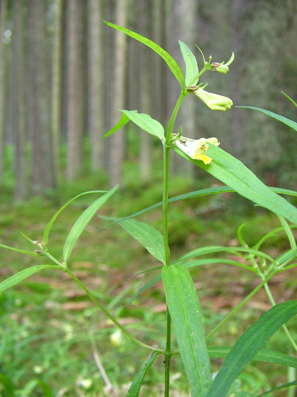Melampyrum pratense (Common Cow-wheat)