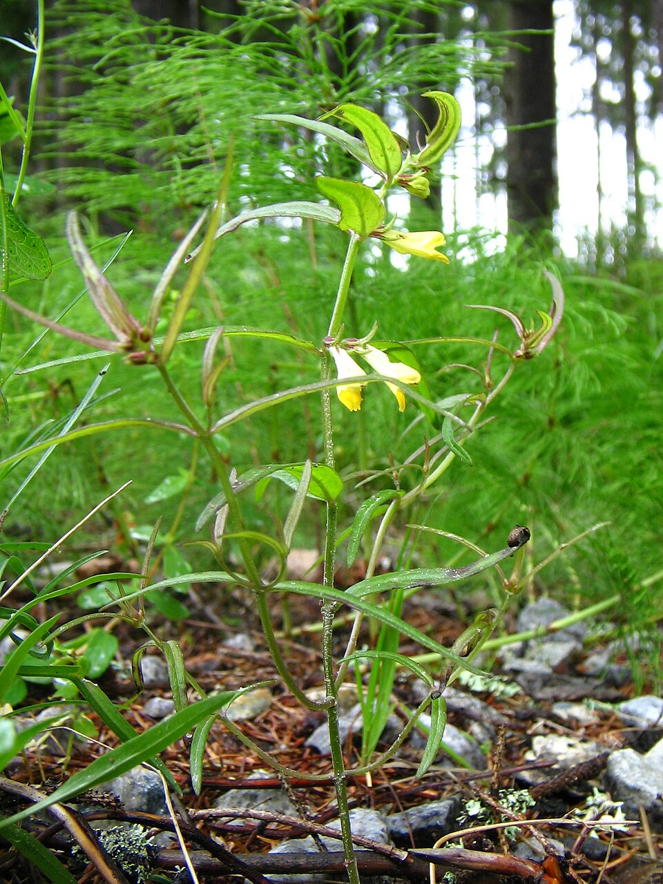 Melampyrum pratense (Common Cow-wheat)
