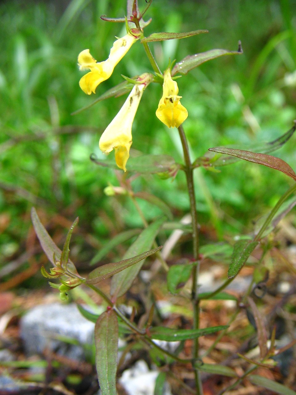 Melampyrum pratense (Common Cow-wheat)