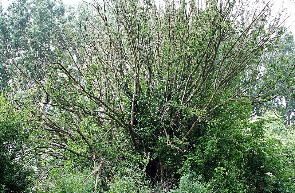 Cornus mas (Cornelian cherry) (alternate view 5)